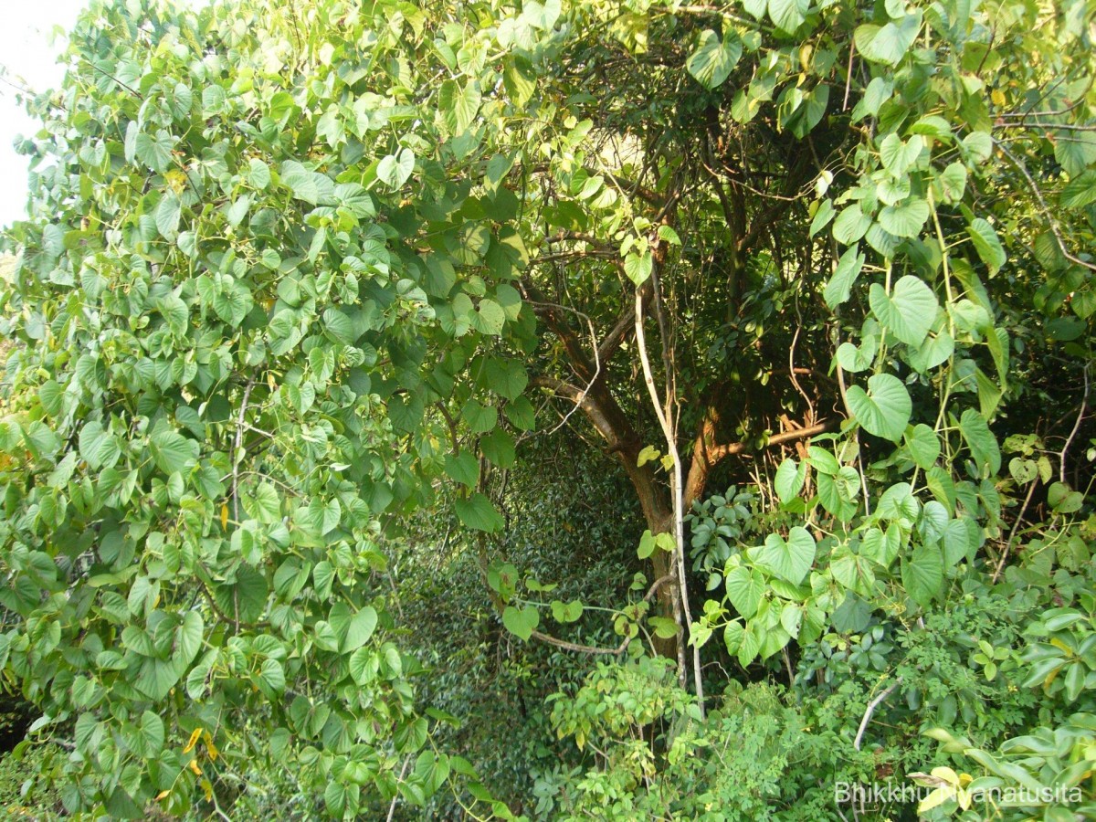 Cissus latifolia Lam.